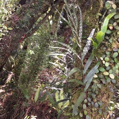 Microsorum novae-zealandiae
