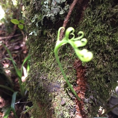 Microsorum novae-zealandiae