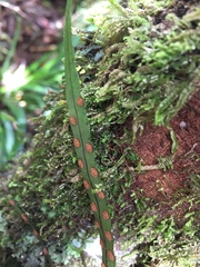Microsorum novae-zealandiae