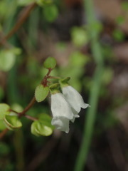 Scutellaria novae-zelandiae