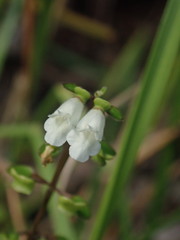 Scutellaria novae-zelandiae