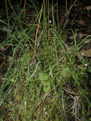 Scutellaria novae-zelandiae