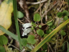Scutellaria novae-zelandiae
