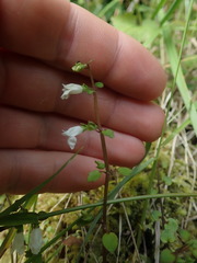 Scutellaria novae-zelandiae