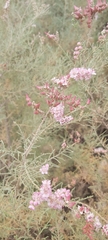 Tamarix aucheriana