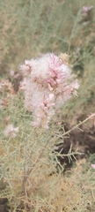 Tamarix aucheriana
