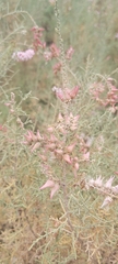Tamarix aucheriana