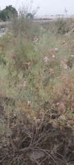 Tamarix aucheriana