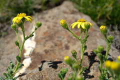 Senecio seminiveus