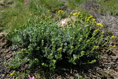 Senecio seminiveus
