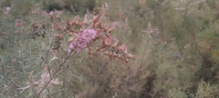 Tamarix aucheriana