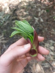 Aralia cordata