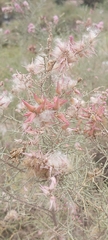 Tamarix aucheriana