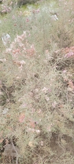 Tamarix aucheriana
