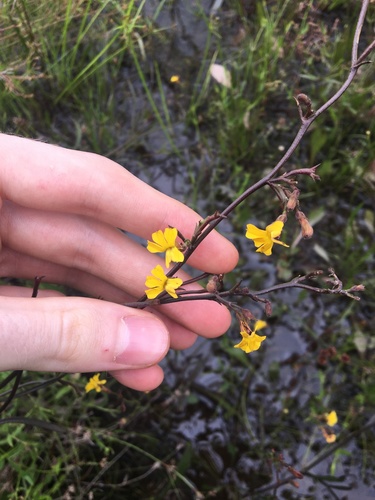 Image of Goodenia paniculata by (c) Thomas Mesaglio, some rights reserved (CC BY)