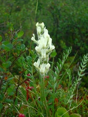 Oxytropis evenorum
