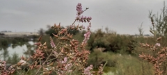 Tamarix aucheriana