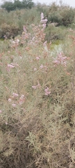 Tamarix aucheriana