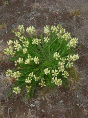 Oxytropis evenorum