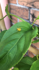 Oxyopes punctatus