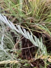 Helichrysum ammitophilum