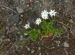 Stellaria eschscholtziana