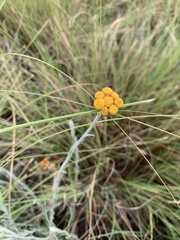 Helichrysum ammitophilum