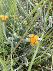 Helichrysum ammitophilum