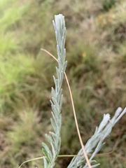 Helichrysum ammitophilum