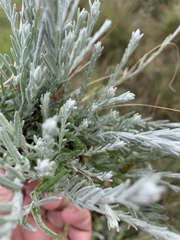 Helichrysum ammitophilum