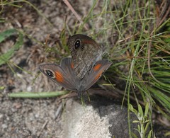 Stygionympha
