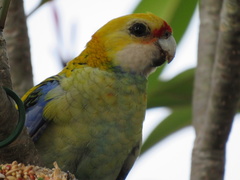 Platycercus eximius x adscitus