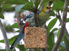 Platycercus eximius x adscitus