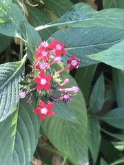 Pentas