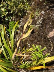 Phormium cookianum hookeri