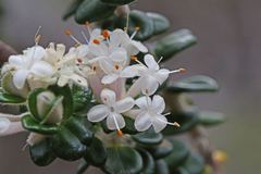 Pimelea nivea