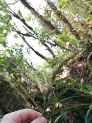 Microsorum novae-zealandiae