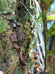 Microsorum novae-zealandiae