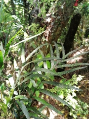 Microsorum novae-zealandiae
