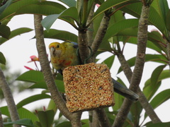 Platycercus eximius x adscitus