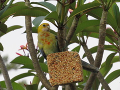 Platycercus eximius x adscitus