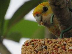 Platycercus eximius x adscitus