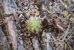 Mammillaria sphaerica