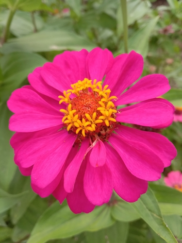 Elegant Zinnia