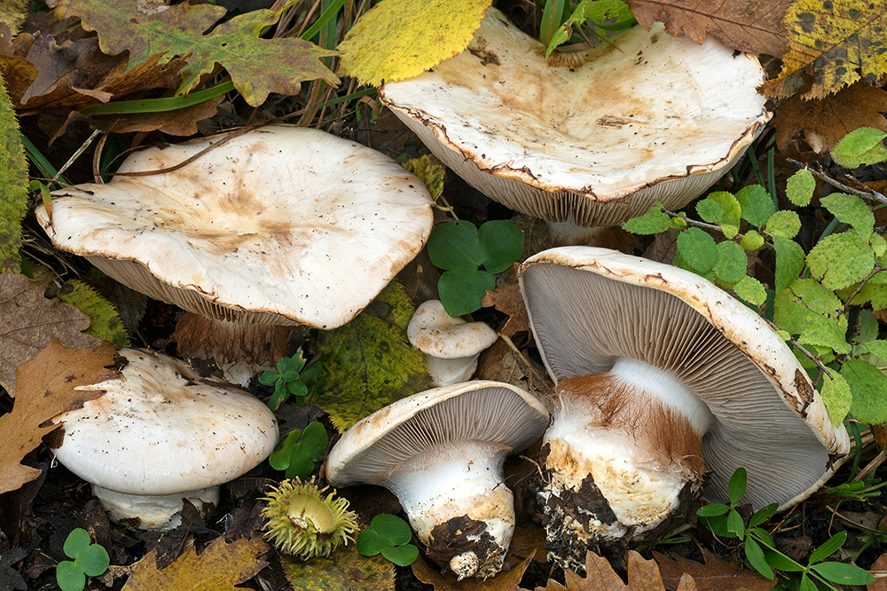 Phlegmacium aleuriosmum