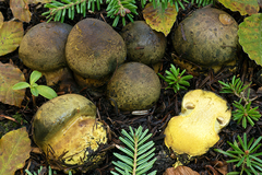 Cortinarius atrovirens