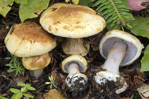 Representative image of Calonarius catharinae