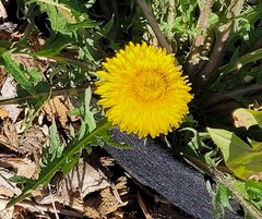 Taraxacum