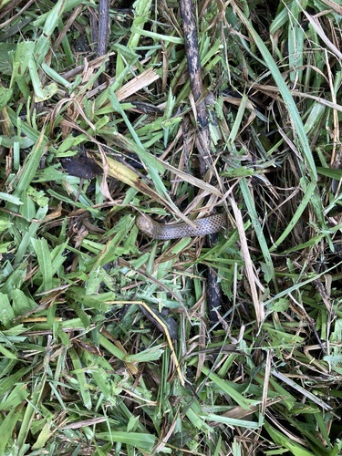 Large Shieldtail Snake
