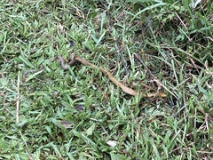 Rhinophis saffragamus